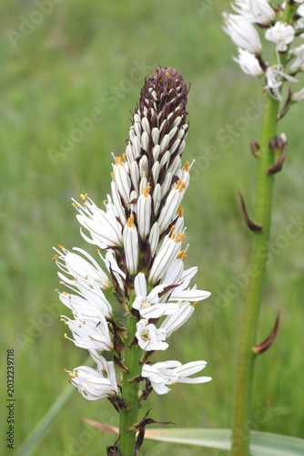 Billede på lærred stelo fiorito di asfodelo montano (Asphodelus albus)