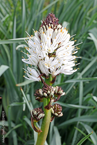 Foto stelo fiorito di asfodelo montano (Asphodelus albus)