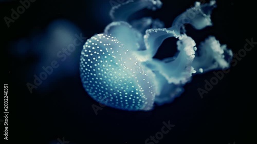 Glowing spotted jellyfish floating in deep blue water, mesmerizing 4K slow motion footage.