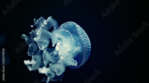 Glowing sea jelly drifting in dark ocean water with graceful motion, relaxing 4K footage.