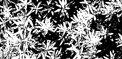 High-contrast monochrome abstract background featuring a distressed organic floral silhouette texture. Grayscale design ideal for gritty nature overlays, wallpaper, and apparel prints.