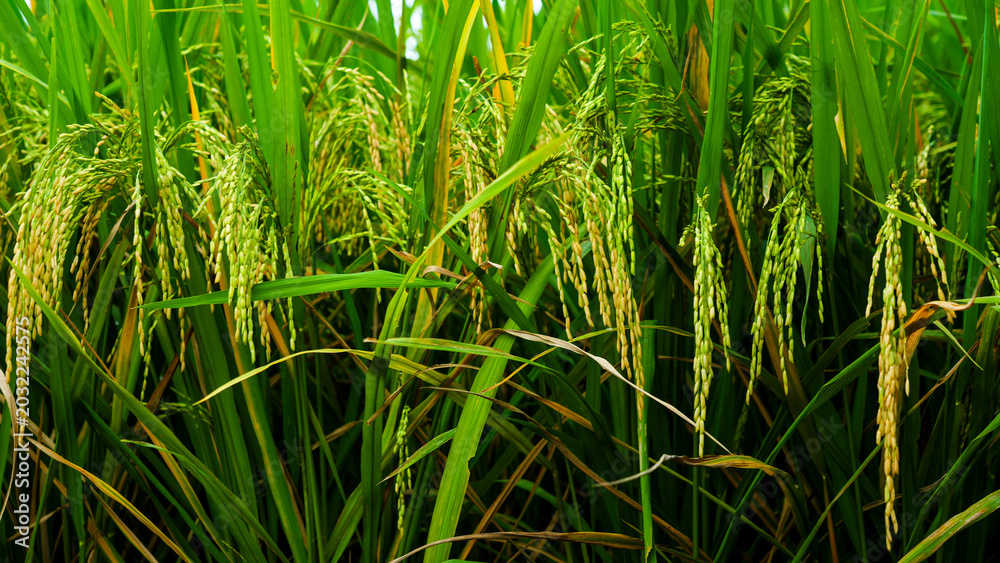 Fototapeta premium Green rice plants growing in tropical rice field with natural sunlight and fresh agricultural landscape in countryside environment.