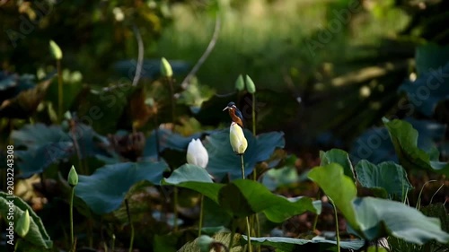 Beautiful Bird Sitting on Tree Branch in Nature