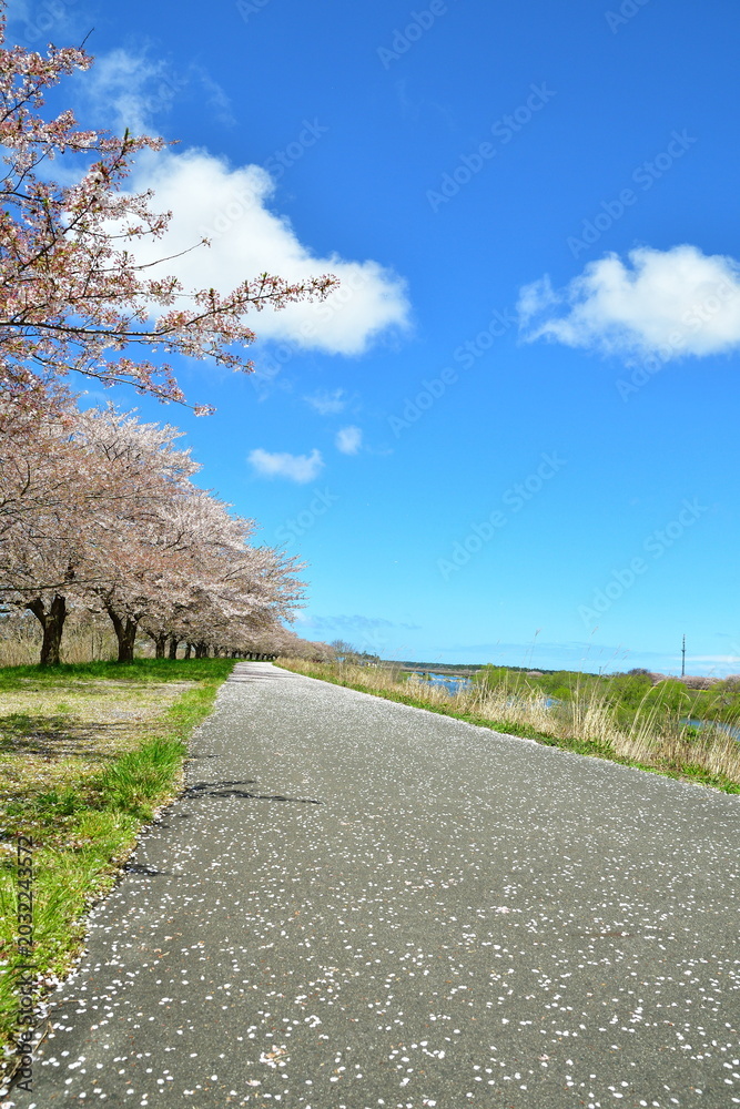 Fototapeta premium 加治川堤防に続く桜並木の遊歩道（新潟県新発田市）