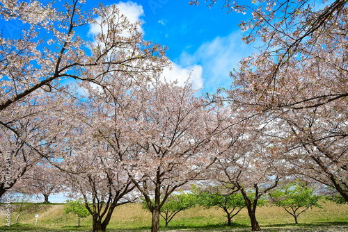 加治川堤防に続く桜並木の遊歩道（新潟県新発田市）