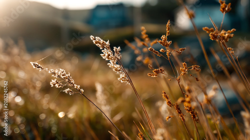 Tall dry grasses and weeds sway in the warm golden hour light of a serene field