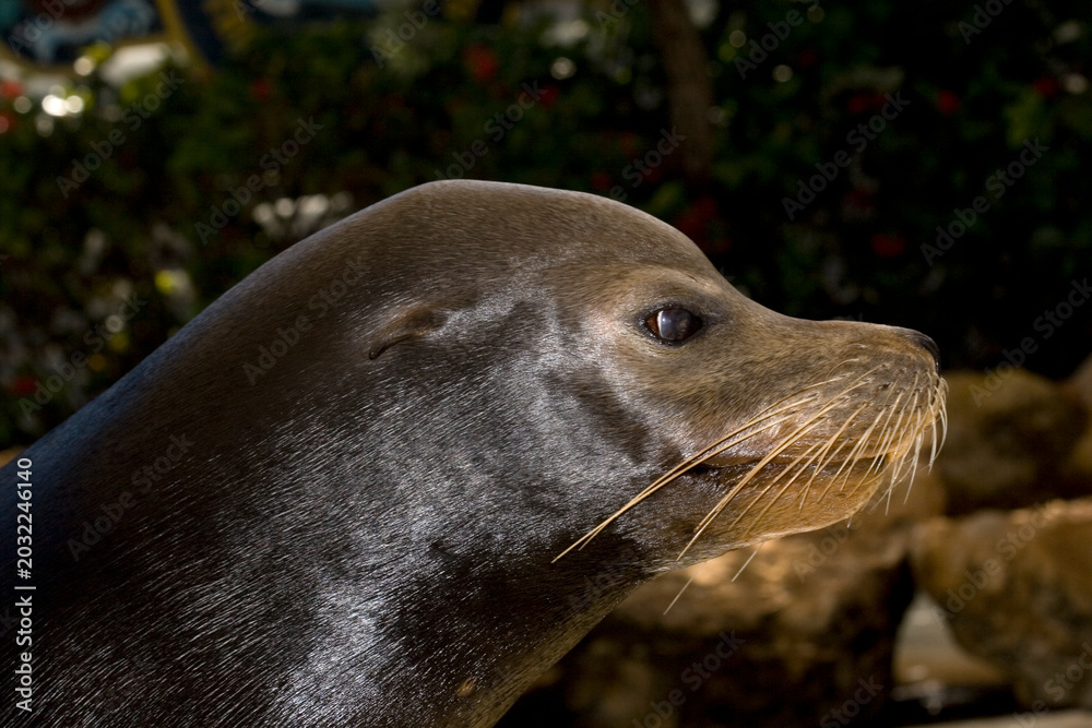 Obraz premium Portrait of a California Sea Lion, Zalophus californianus