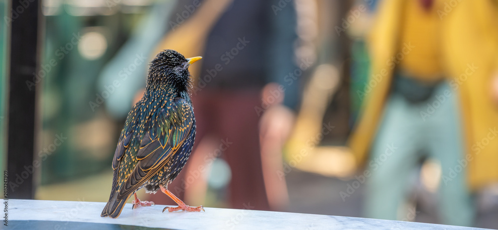Obraz premium A bird is on a bench in a park in London. People are nearby, enjoying the warm weather. The bird looks relaxed and curious as it watches the activity around it.