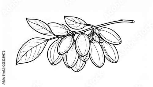 Detailed barberry fruit cluster branch line art sketch.