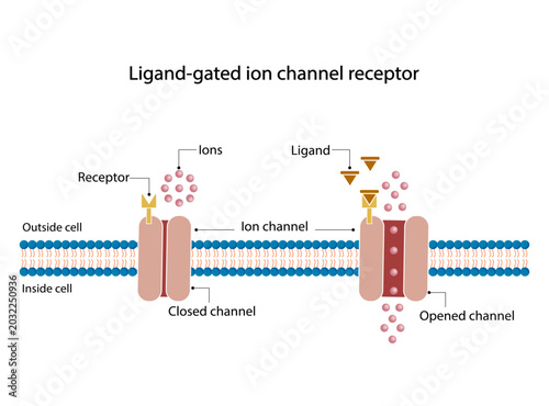 Photos Ligand gated ion channel receptors