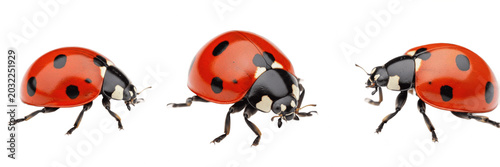 Фотография Red Ladybug PNG Set, Isolated Coccinellidae Ladybird Beetles Collection on White
