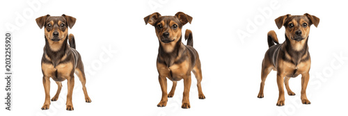 Quadro su tela Set of Three Cute Small Brown Mixed Breed Dogs Standing Isolated on White Backgr