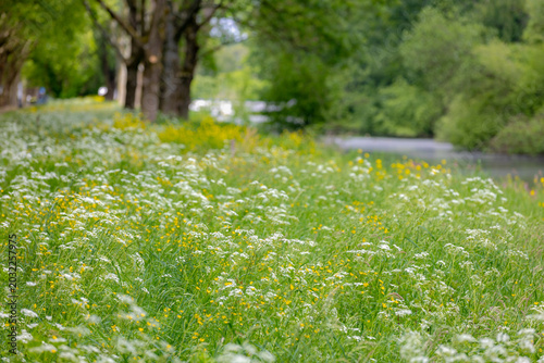 Fotografie Spring landscape, White flowers Cow Parsley, Anthriscus sylvestris, Wild chervil or keck is a herbaceous biennial or short-lived perennial plant in the family Apiaceae, Countryside of the Netherlands