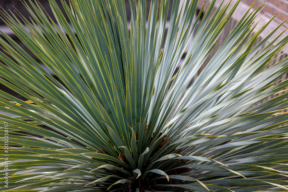 Fototapeta premium Selective focus green leaves of Beaked yucca plant in the garden, Yucca rostrata is a tree-like plant belonging to the genus Yucca, Flowering plants in family Asparagaceae, Nature greenery background