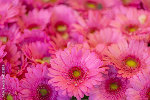 Принти на полотні Purple pink flowers of Barberton daisy, Gerbera jamesonii is a flowering plant i
