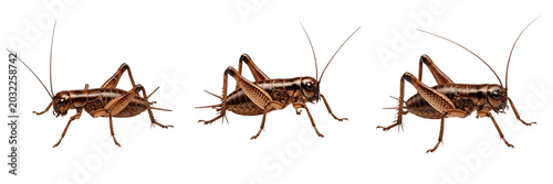 Photos Brown Cricket Insects Set Isolated on White Background, House Crickets Side View
