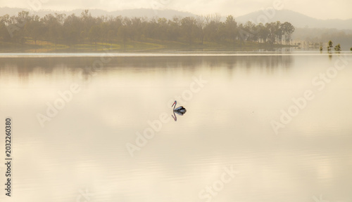 Foto Single pelican on misty lake