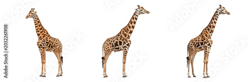 Photography Majestic Tall Giraffes Standing Side View Isolated on Transparent PNG Background