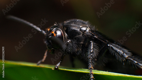 Photos Macro shot of a black insect with bright orange eyes, resting on a lush green le