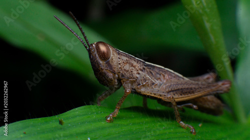 Konstfotografi Close up of a brown grasshopper in the forest