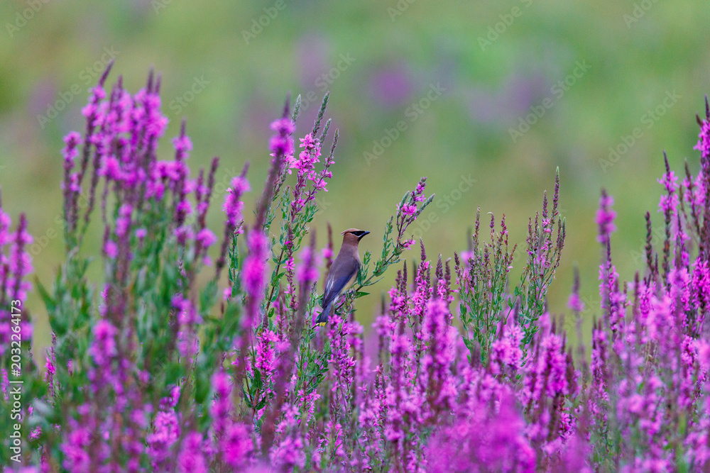 Obraz premium Cedar waxwing perched in a marsh