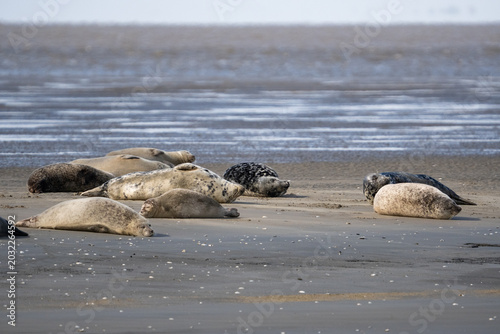 Robben wild auf Sandbank in der Nordsee