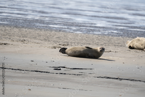Robben wild auf Sandbank in der Nordsee
