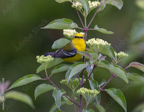 Fotografija blue winged warbler
