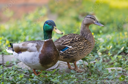 male and female mallard ducks