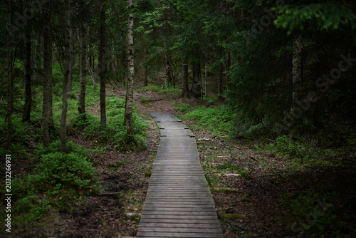 Foto Nordic Wooden Boardwalk Path Leading Through Dense Green Forest