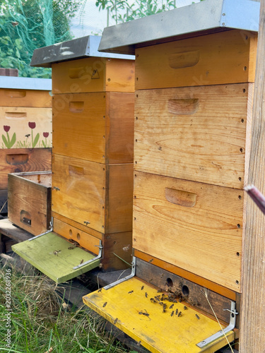 Traditional wooden beehives in an apiary with honey bees flying at the hive entrances on a sunny day. Sustainable beekeeping, pollination, honey production and biodiversity in a natural garden.
