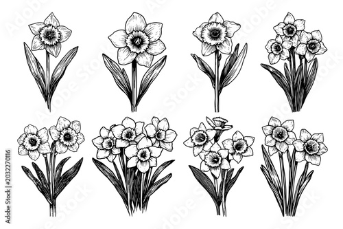 Foto Daffodil flowers and narcissus botanical set in vintage hand drawn engraving sty