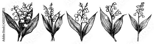 Konstfotografi Lily of the valley flowers with leaves in hand drawn vintage engraving style