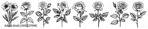 Fotografie Rose flowers set with stems and leaves in hand drawn line art style