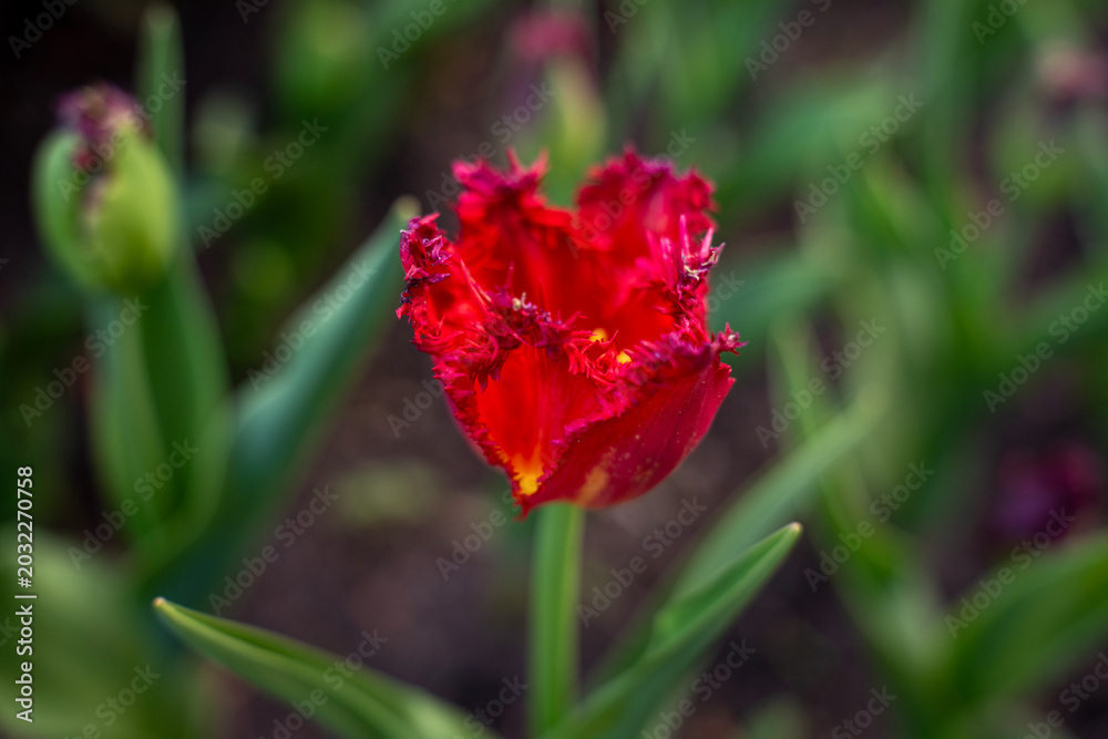 Obraz premium Single red fringed tulip flower blooming on a stem with green leaves in the garden, close-up shot.