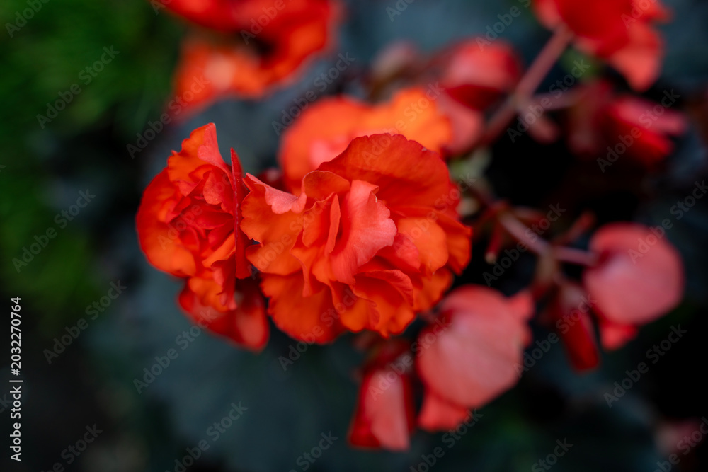 Fototapeta premium Close up view of bright red begonia flowers blooming outdoors with soft wavy petals and a selective focus against a dark blurred background.