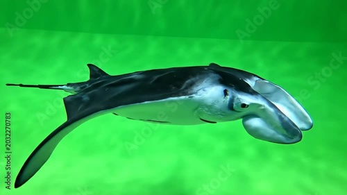 Graceful manta ray swimming in clear water with greenish tinge