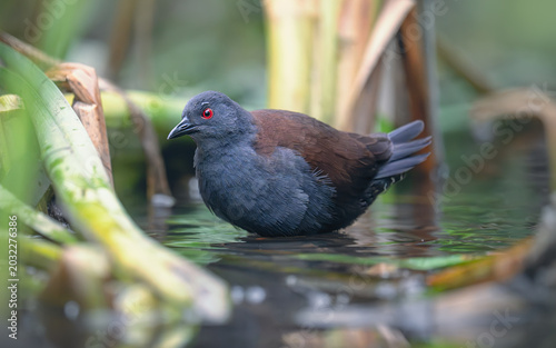 Принти на полотні A wild spotless crake (Porzana tabuensis) wading in a secretive backwater pond s