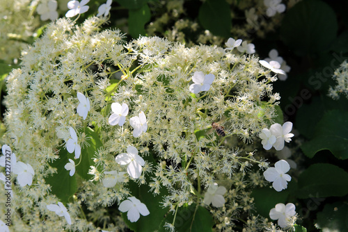 Kletterhortensie