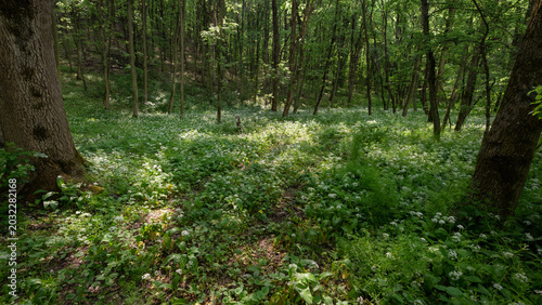 Obraz na płótnie Shady deciduous forests with thickets of wild garlic