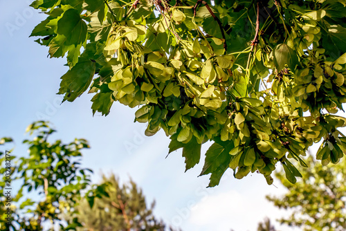 Spring foliage of Acer pseudoplatanus ornamental tree in outdoor park