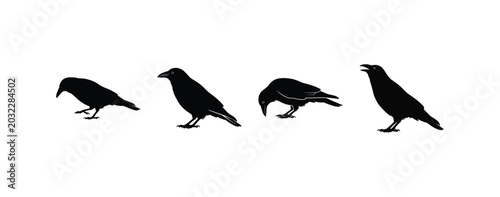 Four black crows stand in a line on a transparent background, with varied postures.