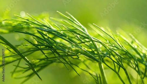 Fresh dill herb closeup, vibrant green feathery leaves catching sunlight, organic garden nature texture, macro botanical photography for food styling