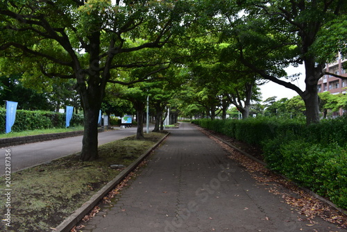 新緑の街道