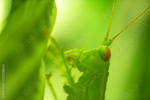 Obraz na plátne Diurnal Predatory Katydid also called Austrophlugis orumbera.