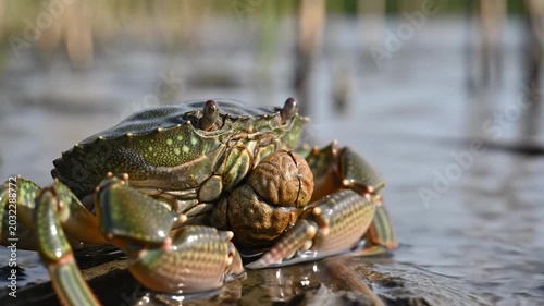 A green crab sitting on a muddy shore, looking alert and ready to scuttle away, evoking a sense of calmness and serenity in a natural setting.