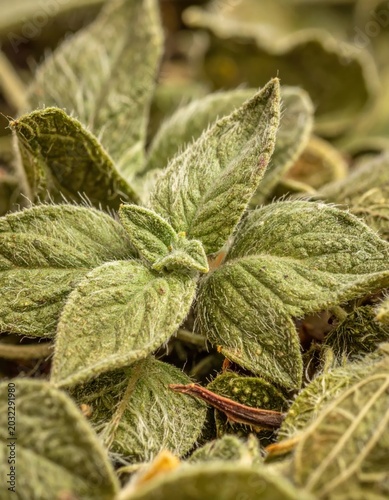 Macro closeup of fuzzy green lamb's ear leaves with soft trichomes, botanical texture, garden foliage, spring growth and organic nature background