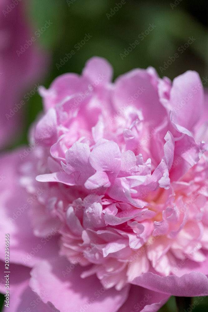 Obraz premium 初夏に咲く華やかな芍薬