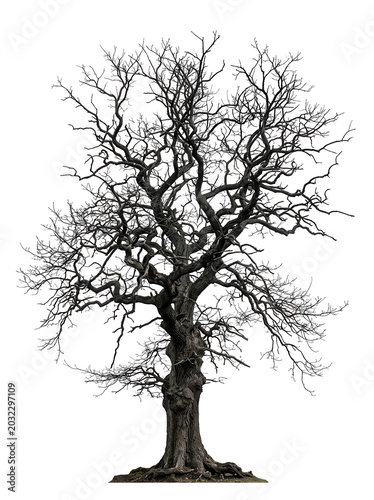 Old Leafless Tree with Twisted Branches Full Body Isolated on Transparent Background