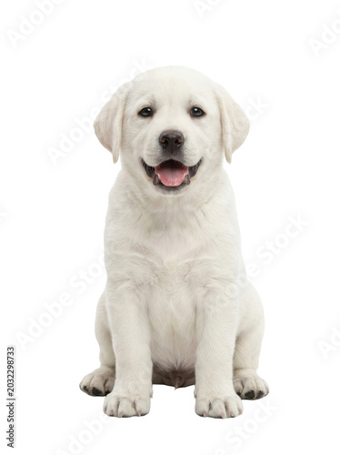 White Labrador Retriever Puppy Sitting and Smiling Isolated on Transparent Background